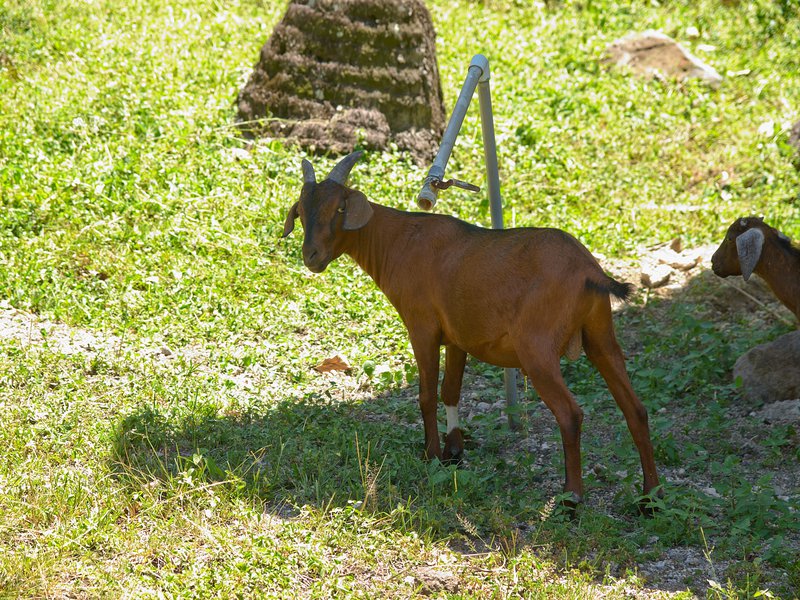 Gapang, Goat